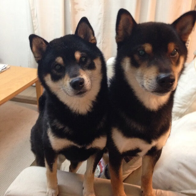 开云体育在线-当猎鹰啄伤斑马,蒂亚戈在伊斯坦布尔的王座之夜