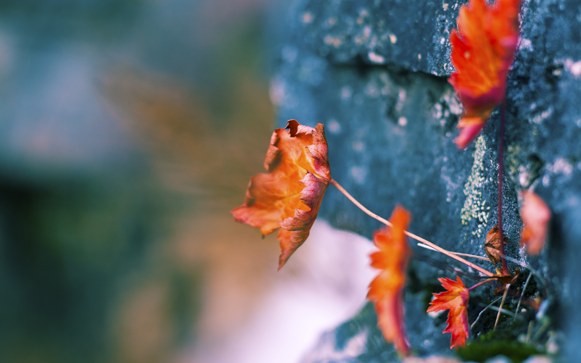 鹈鹕振翅魔术失灵,福克斯关键两分钟导演逆转好戏