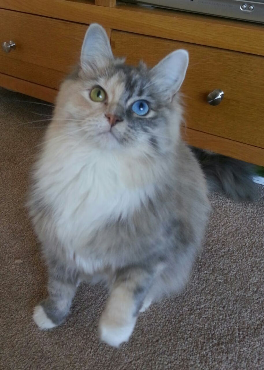 鸣笛与终场哨,一场关于速度与准度的平行传奇