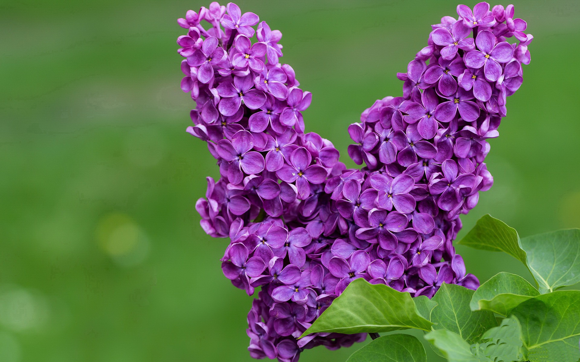 跨界唯一性，凯尔特人的铁壁防守与班凯罗的英超奇幻时刻