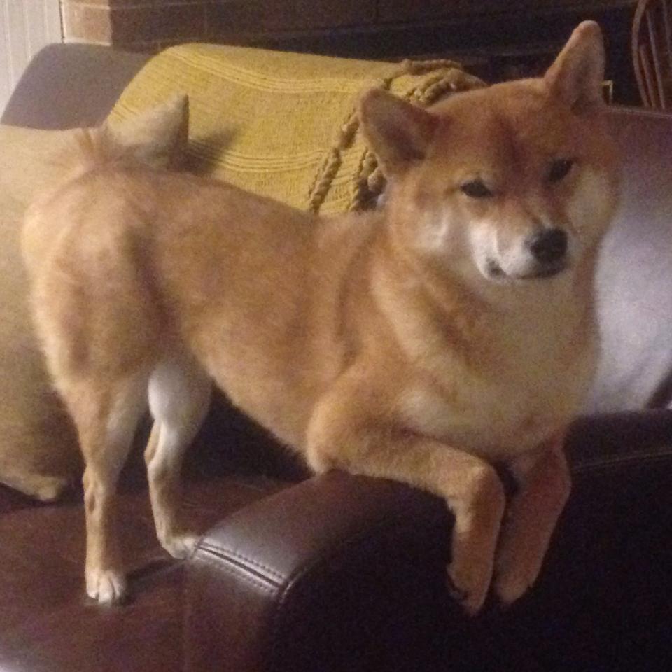 逆境突围，从意甲焦点到独行侠末节，绝境中的光芒