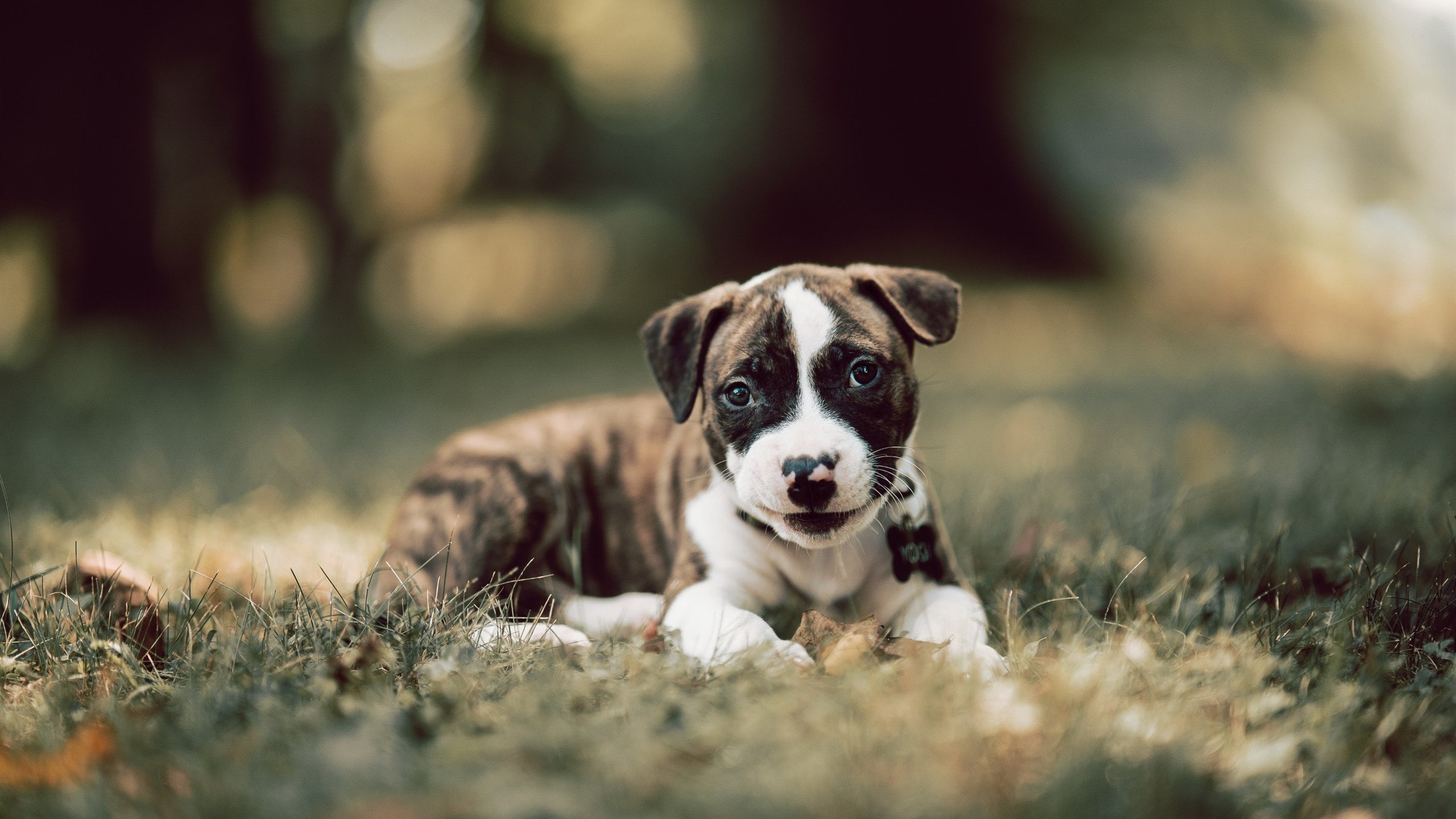 开云体育平台APP-错位的致敬，克罗地亚对阵伊朗，佩德里如何成为看不见的攻防转换核心