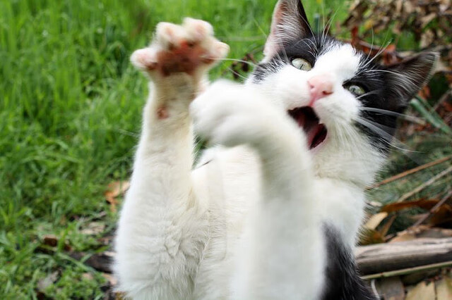 绿茵场上的单节奇迹，罗德里戈爆发，拉齐奥复刻篮球式闪电战击溃巴拉圭力量