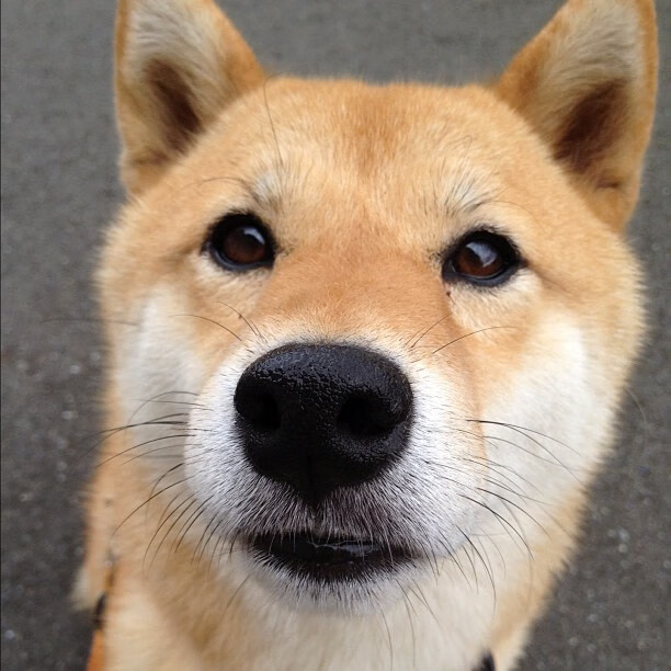 开云体育平台APP-新王登基之路，当开拓者的洪流碾过独行侠的孤傲 2026世界杯战术革命启示录