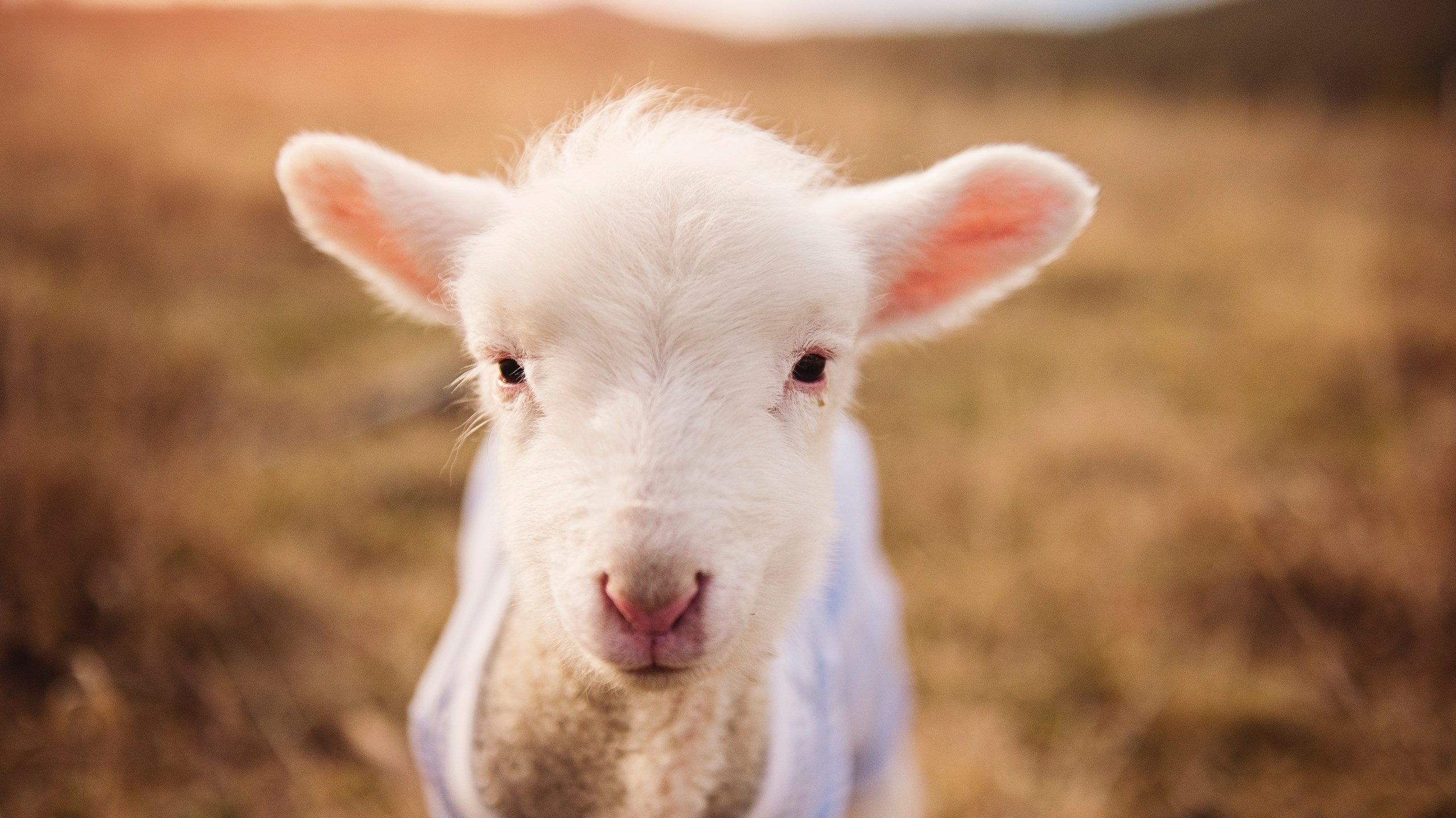 开云体育登录-篮球双城记，黄蜂压哨绝杀北京，保罗东决关键战封神