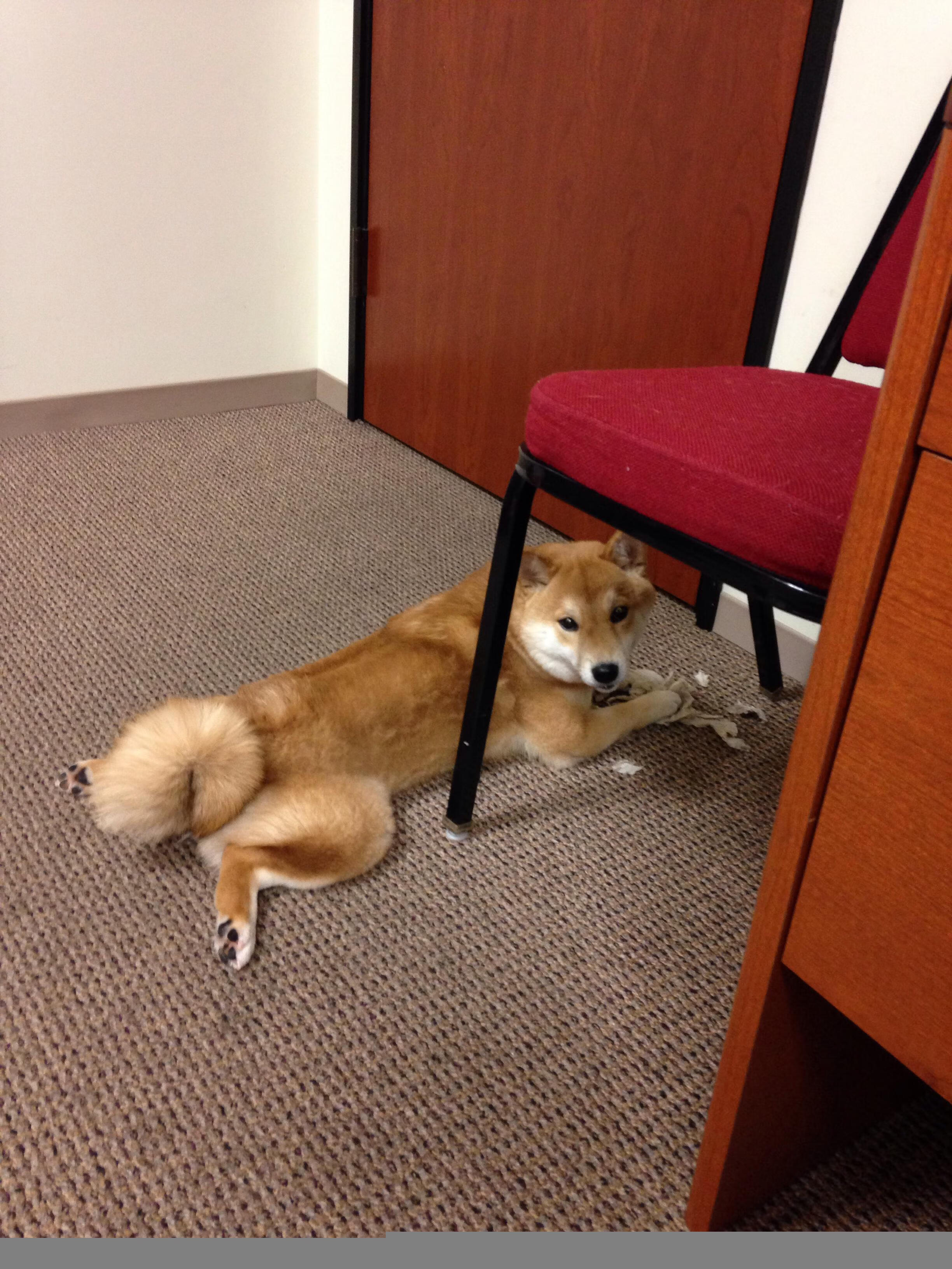 红魔旧梦与北欧惊雷,当比利时基因与哈兰德携手斩落曼联