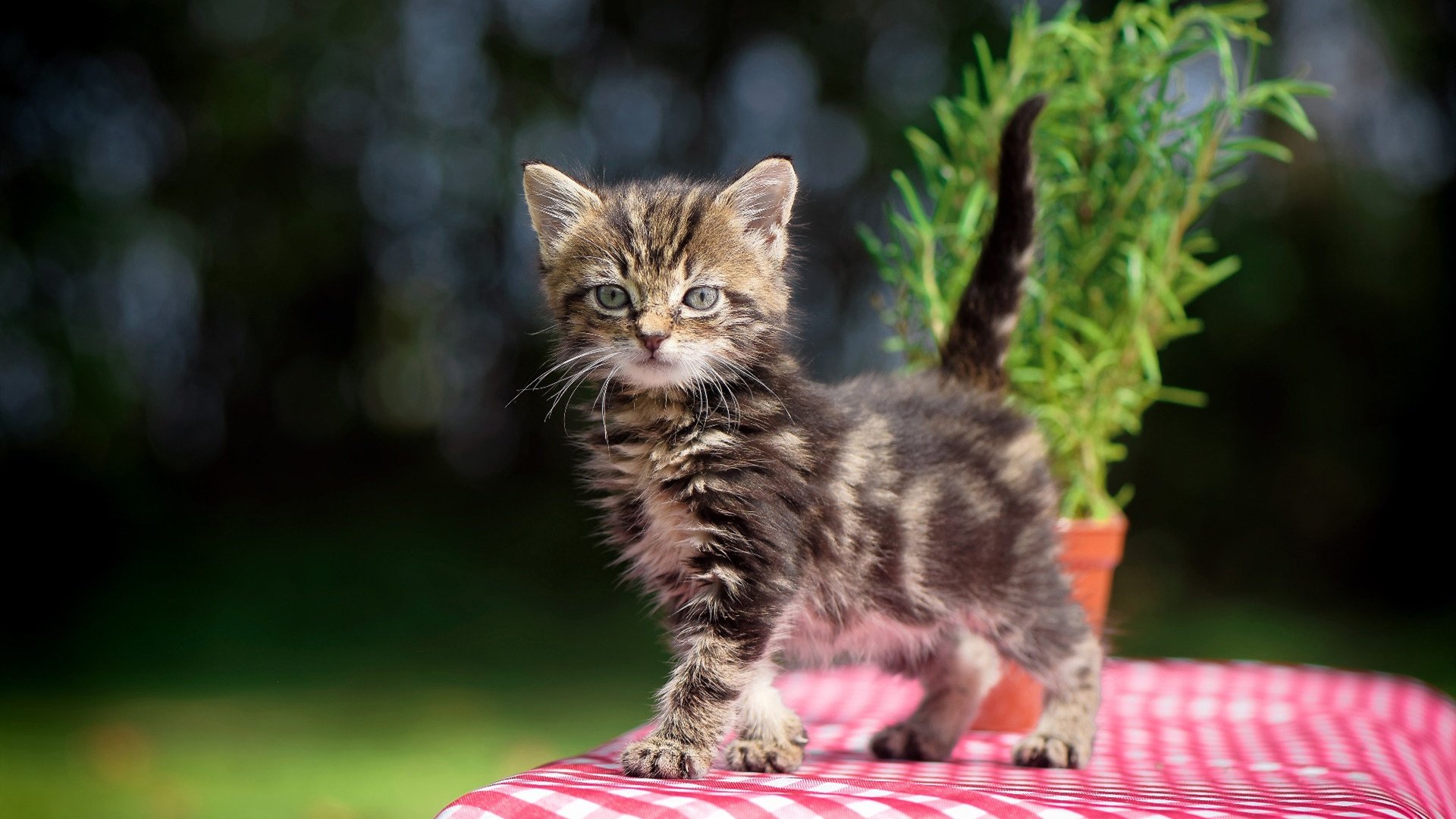 开云官网-冰点算法与电光之隙，稳定输出与绝杀时刻的双生哲学