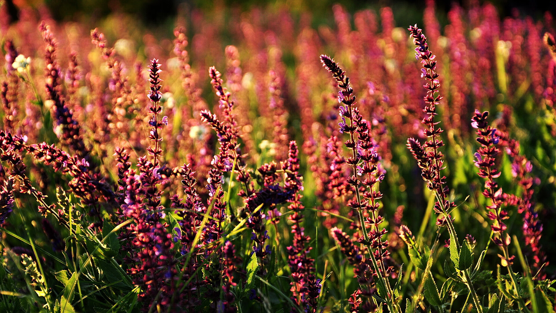 开云体育平台APP-指挥官的加冕，李刚仁以大师级表现，定义亚洲球员新纪元