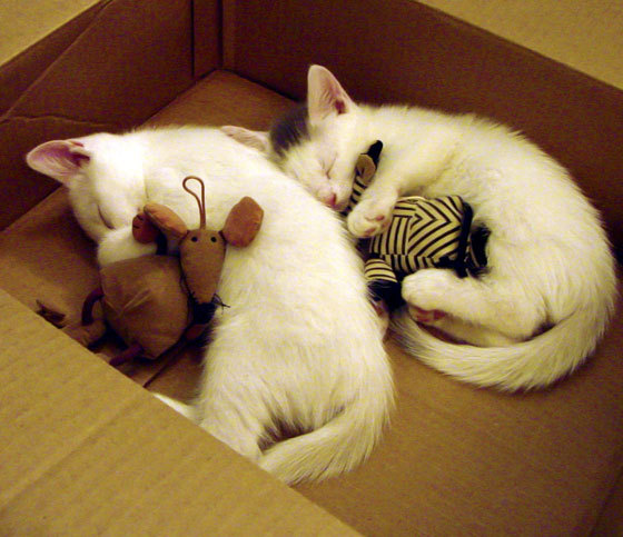 血与火的试炼，东决关键战中土耳其如何用强压将克罗地亚逼入绝境