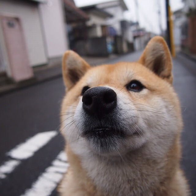 北境之狼的钢铁洪流,德罗赞压制级表演踏平上海海潮