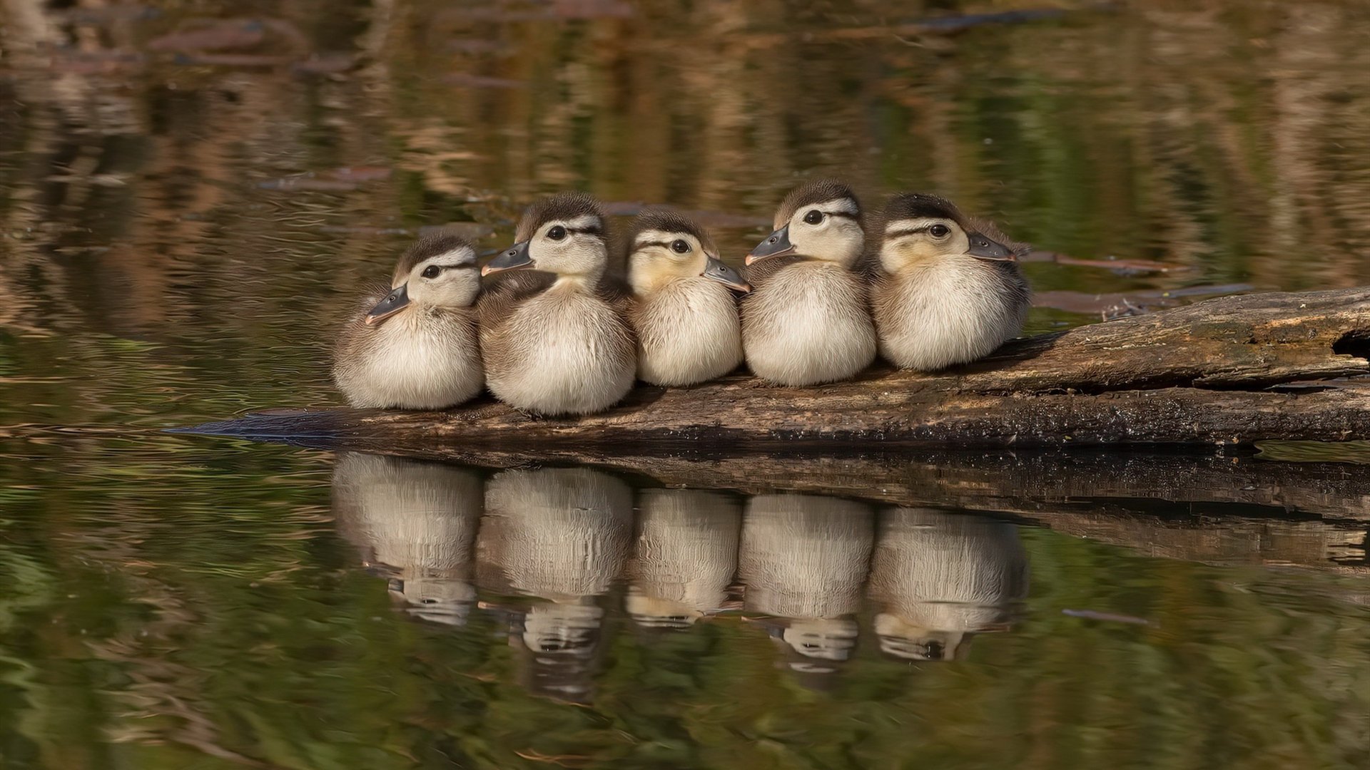 双重跨度，当詹姆斯凝视摩纳哥，体育如何丈量世界的边界？