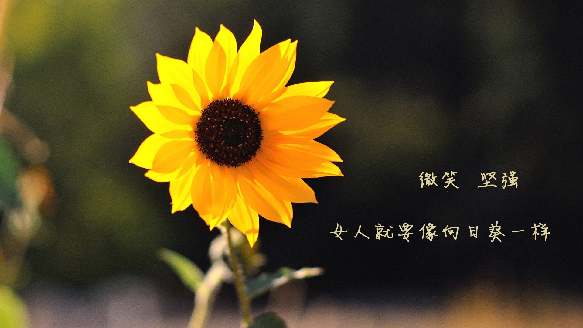 开云体育在线-逆转之夜，当吉鲁的绝杀让整个阿根廷沉默